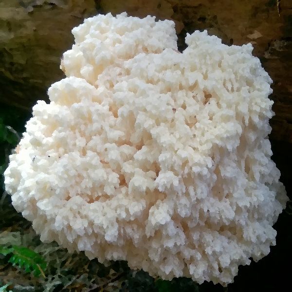 Hericium abietis mushroom information