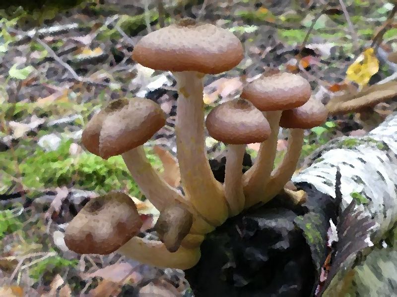 Honey Mushroom mushroom information