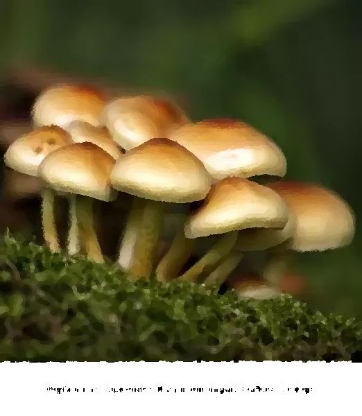 Hypholoma Capnoides Mushroom Liquid Culture Syringe mushroom information