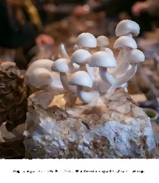 Hypsizygus Tessellatus Mushroom Liquid Culture Syringe mushroom information