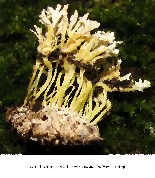 Isaria Farinosa Mushroom Liquid Culture Syringe mushroom information