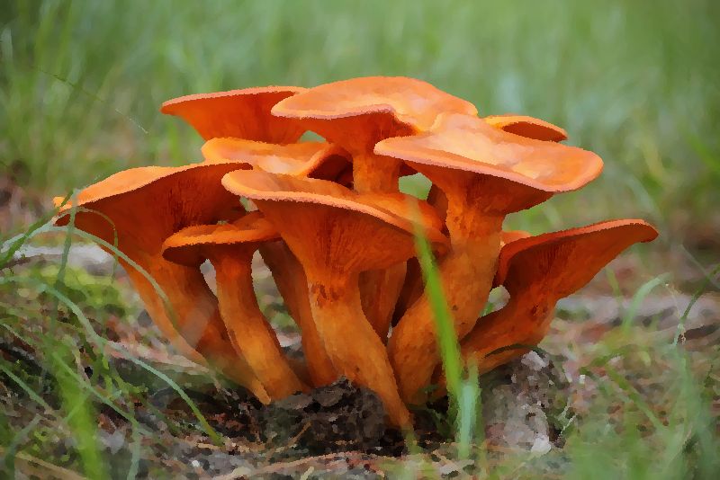 Jack O Lantern mushrrom mushroom information