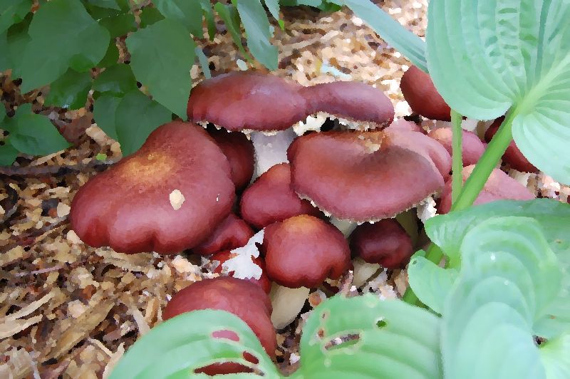 King Stropharia mushroom information