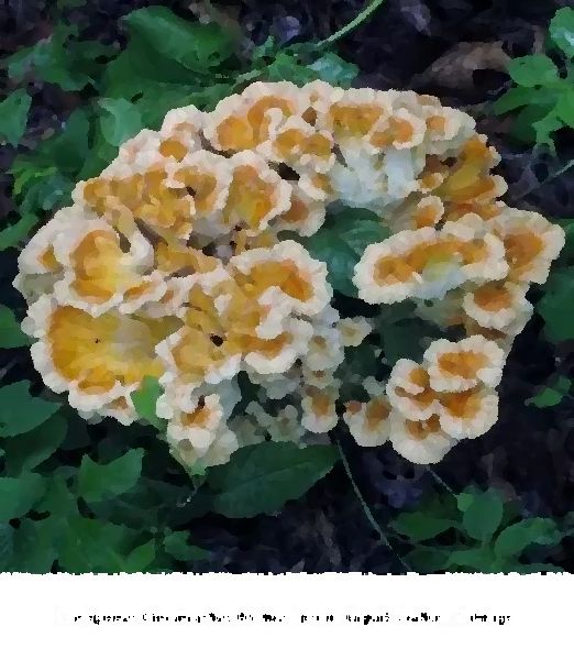 Laetiporus Cincinnatus Mushroom Liquid Culture Syringe mushroom information