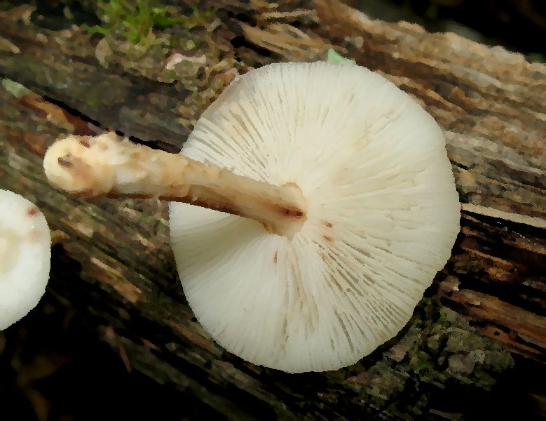 Lentinula Aciculospora mushroom information