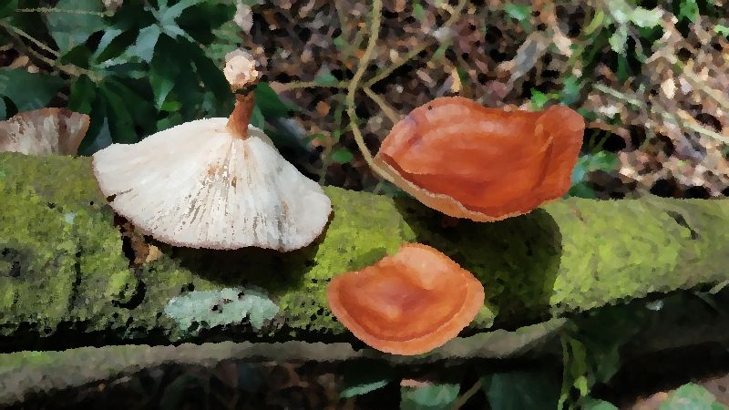 Lentinula boryana mushroom information