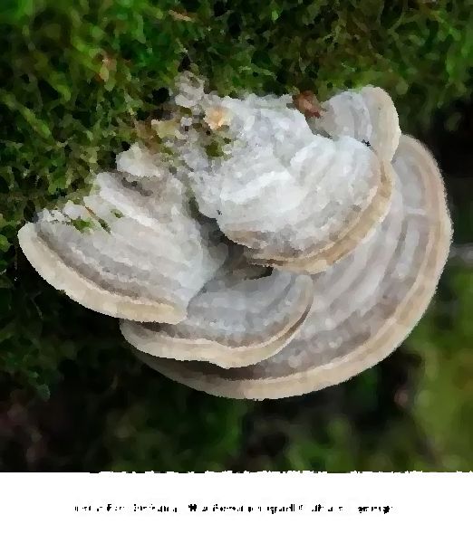 Lenzites Betulina Mushroom Liquid Culture Syringe mushroom information