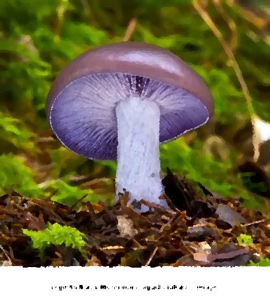 Lepista Nuda Mushroom Liquid Culture Syringe mushroom information