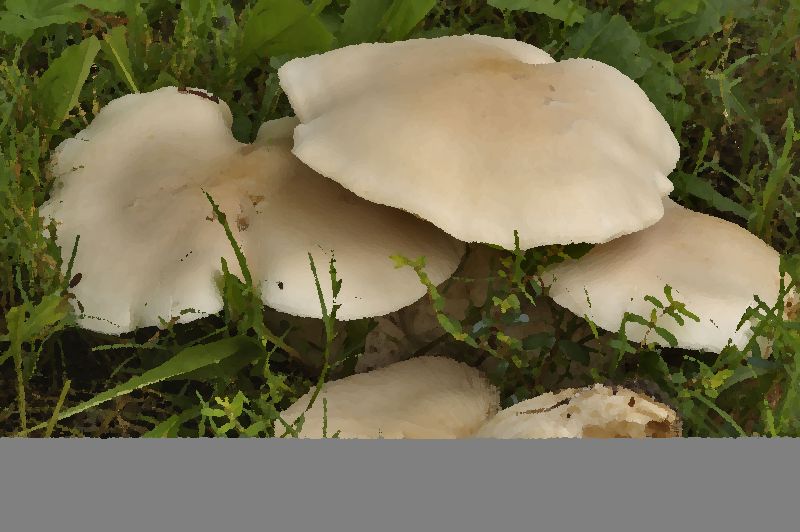 Macrocybe titans swyringe jpg mushroom information