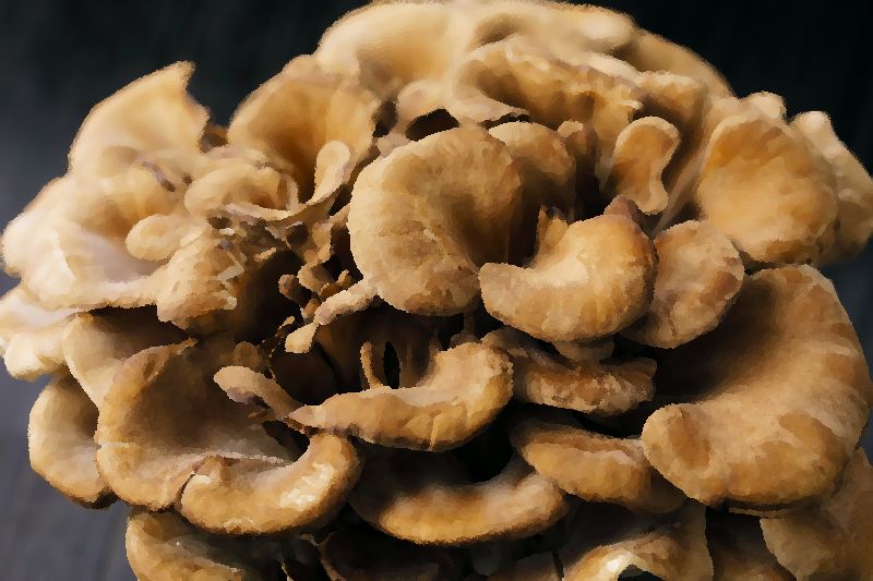 Maitake mushroom information