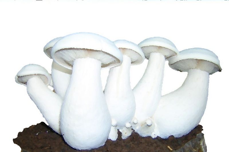 Milky Mushroom mushroom information