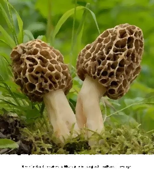 Morchella Esculenta Mushroom Liquid Culture Syringe mushroom information
