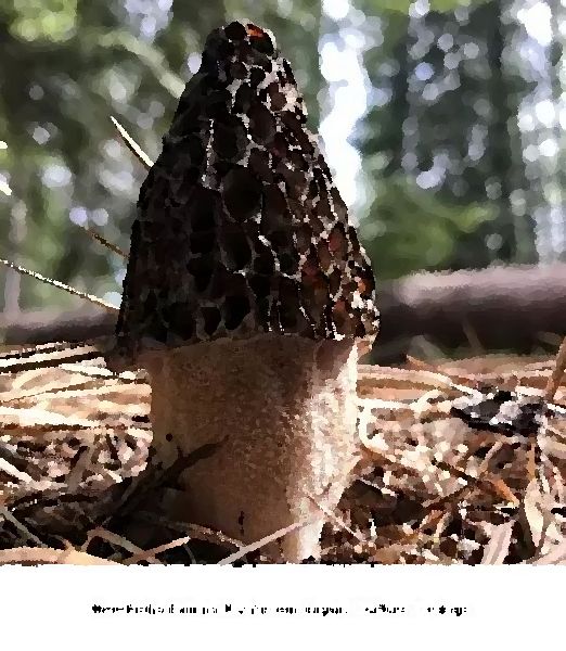 Morchella Eximia Mushroom Liquid Culture Syringe mushroom information