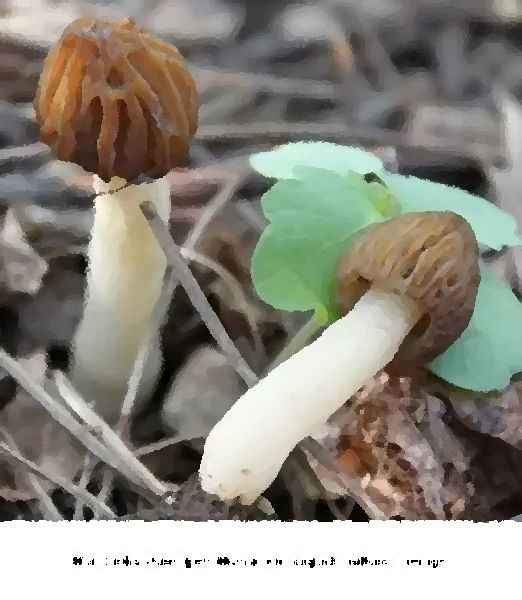 Morchella Punctipes Mushroom Liquid Culture Syringe mushroom information