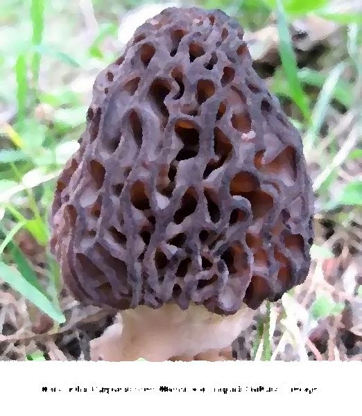 Morchella Purpurascens Mushroom Liquid Culture Syringe mushroom information
