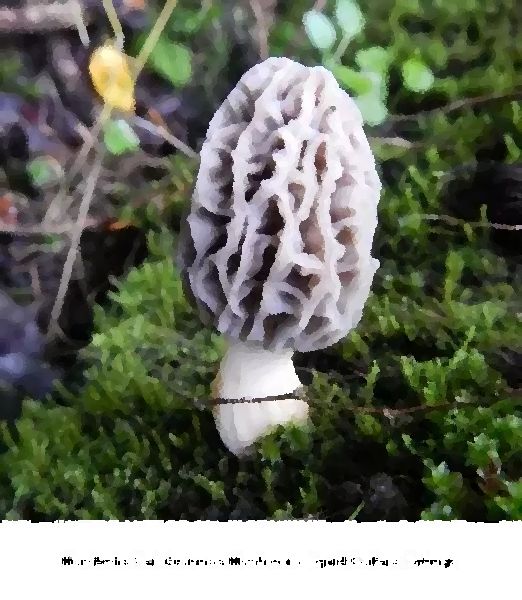 Morchella Rufobrunnea Mushroom Liquid Culture Syringe mushroom information