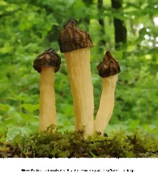 Morchella Semilibera Mushroom Liquid Culture Syringe mushroom information