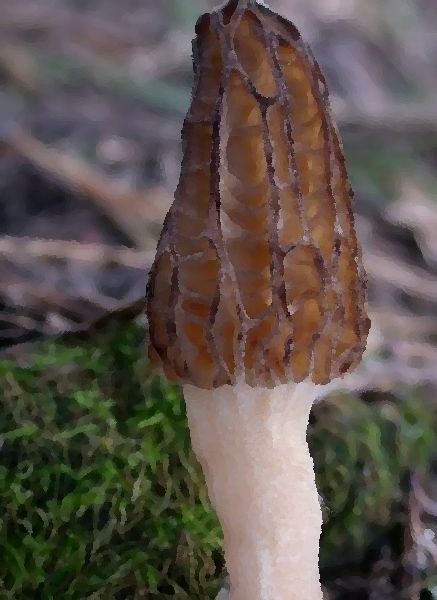 Morchella species mel mushroom information