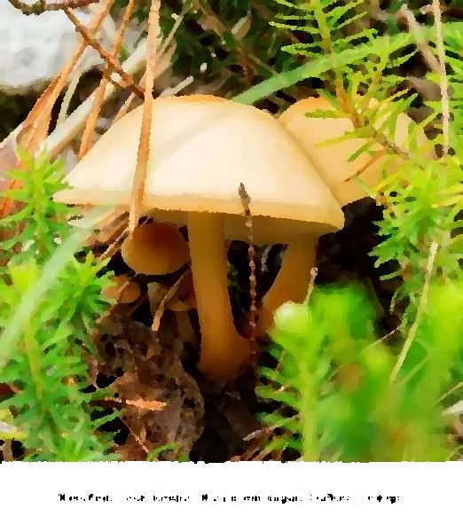Mycetinis Scorodonius Mushroom Liquid Culture Syringe mushroom information