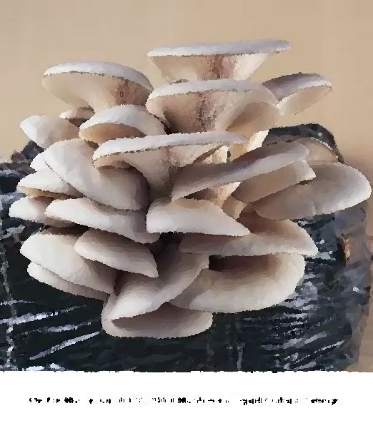 Oyster Mushroom HK Mushroom Liquid Culture Syringe mushroom information