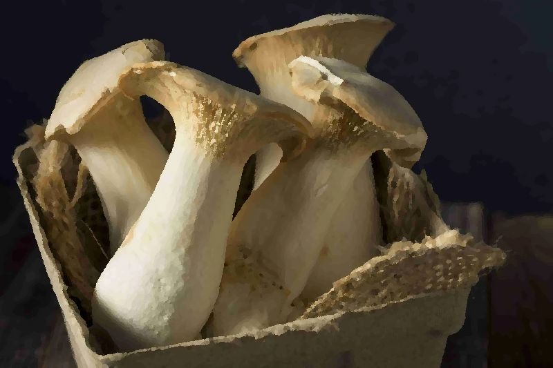 Oyster Mushroom King mushroom information