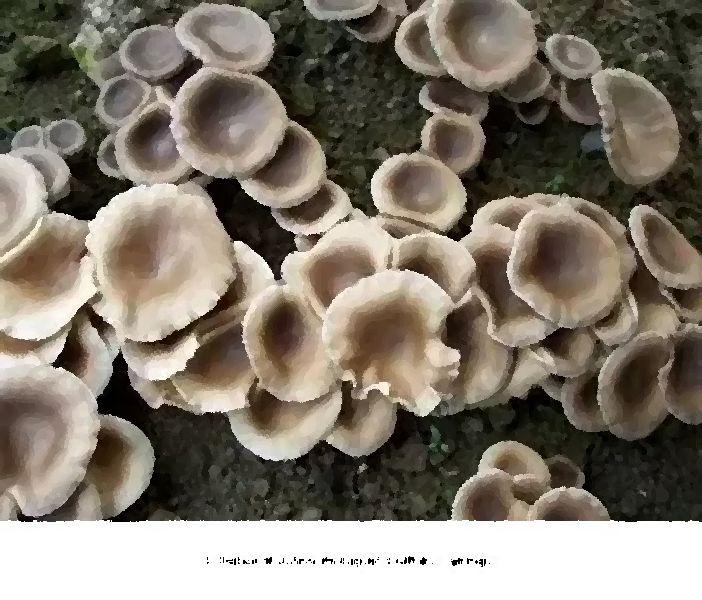 P Tuber Mushroom Liquid Culture Syringe mushroom information