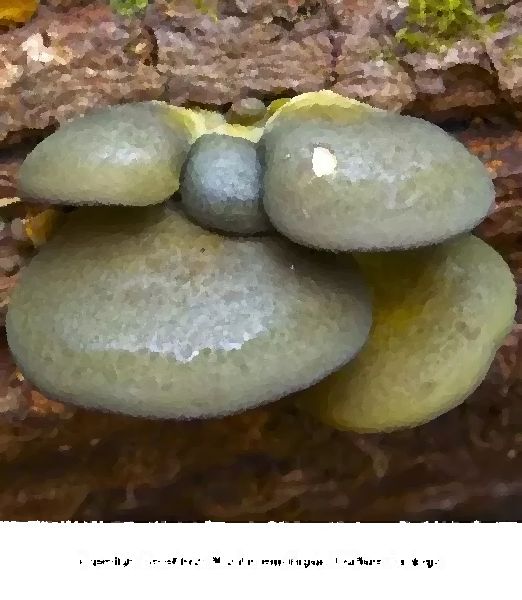 Panellus Serotinus Mushroom Liquid Culture Syringe mushroom information