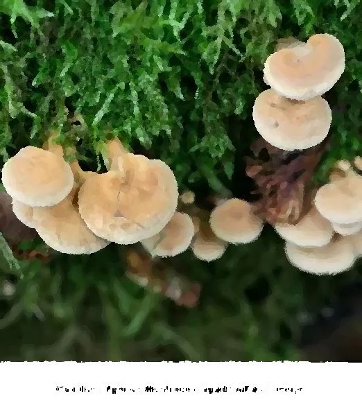 Panellus Stipticus Mushroom Liquid Culture Syringe mushroom information