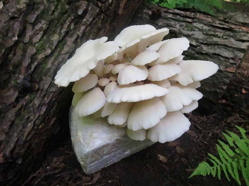 Pearl Oyster mushroom information