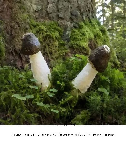 Phallus Impudicus New Mushroom Liquid Culture Syringe mushroom information