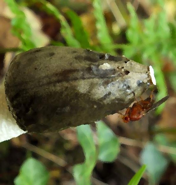 Phallus impudicus var impudicus L Stinkhorn mushroom information