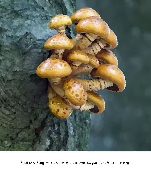 Pholiota Adiposa Mushroom Liquid Culture Syringe mushroom information