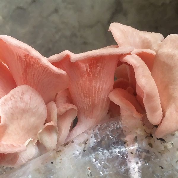 Pink Oyster mushroom information