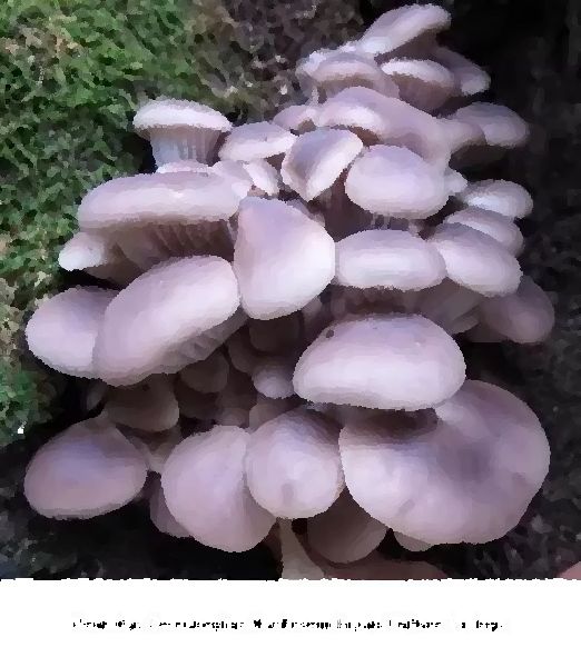 Pleurotus Cornucopiae Mushroom Liquid Culture Syringe mushroom information