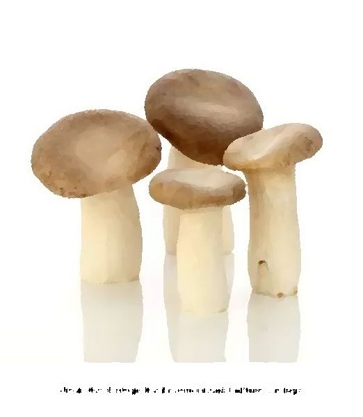 Pleurotus Eryngii Mushroom Liquid Culture Syringe mushroom information