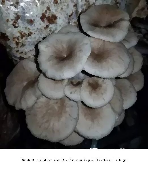 Pleurotus Eunosmus Mushroom Liquid Culture Syringe mushroom information