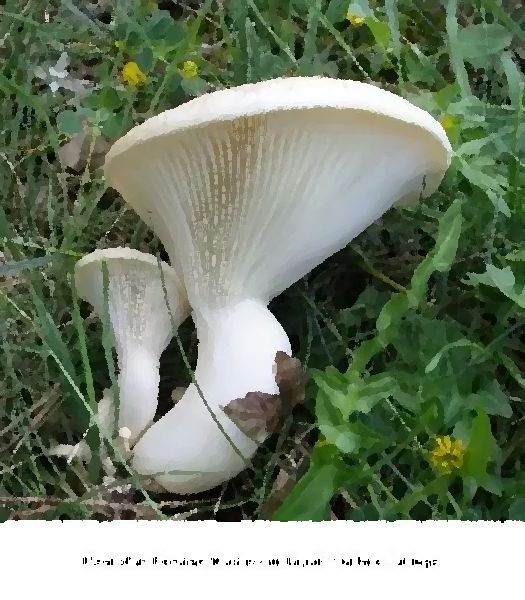Pleurotus Ferulae Mushroom Liquid Culture Syringe mushroom information