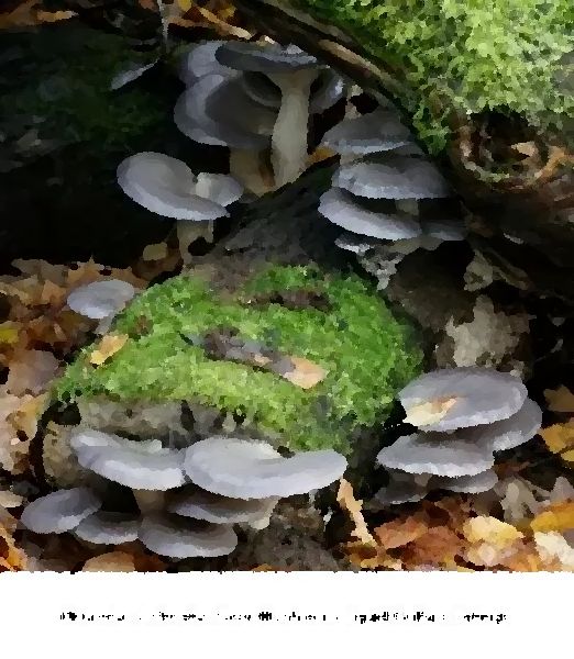 Pleurotus Ostreatus Grey Mushroom Liquid Culture Syringe mushroom information