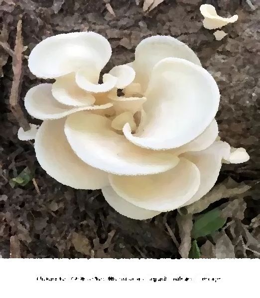 Pleurotus Ostreatus Mushroom Liquid Culture Syringe mushroom information