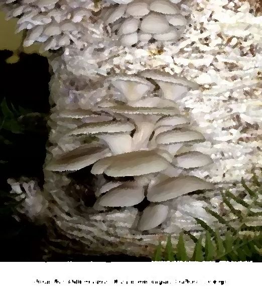 Pleurotus Pulmonarius Mushroom Liquid Culture Syringe mushroom information