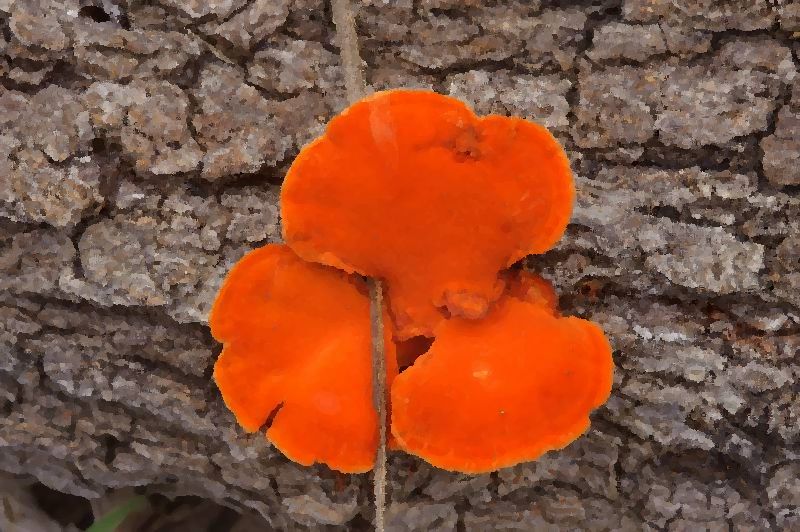Pycnoporus sanguineus – blood red bracket mushroom information