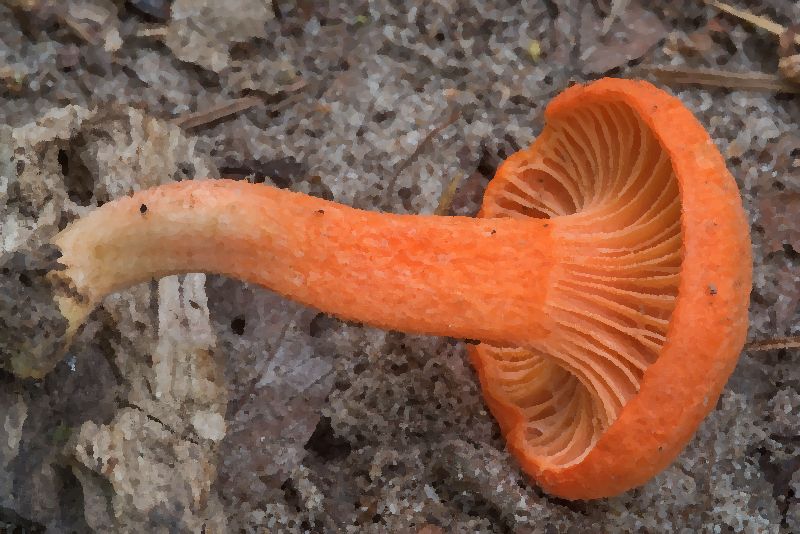 Red Chanterelle mushroom information