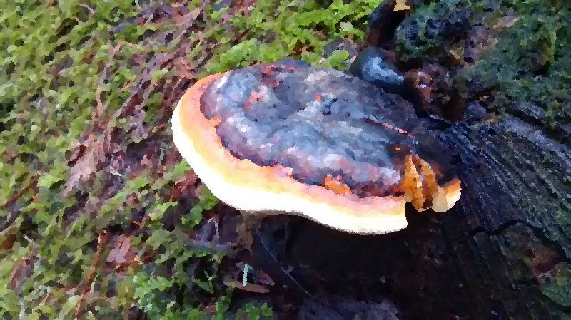 Red banded polypore mushroom information