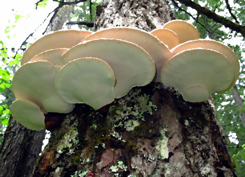 Reishi Mushroom Syringe mushroom information