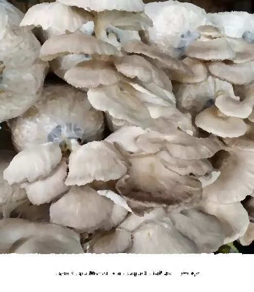 Sajor Caju Mushroom Liquid Culture Syringe mushroom information