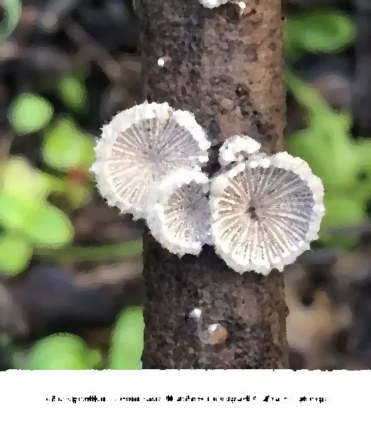 Schizophyllum Commune Mushroom Liquid Culture Syringe mushroom information