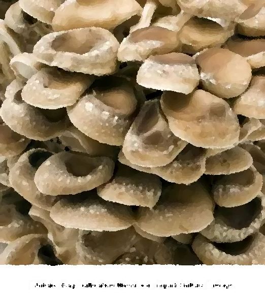 Shiitake Bag Cultivation Mushroom Liquid Culture Syringe mushroom information