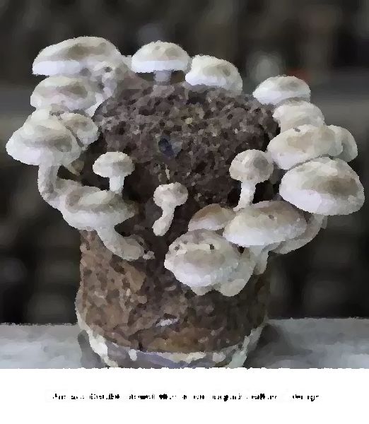 Shiitake Double Jewel Mushroom Liquid Culture Syringe mushroom information