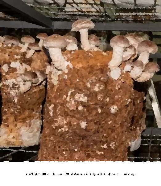 Shiitake Mushroom Mushroom Liquid Culture Syringe mushroom information