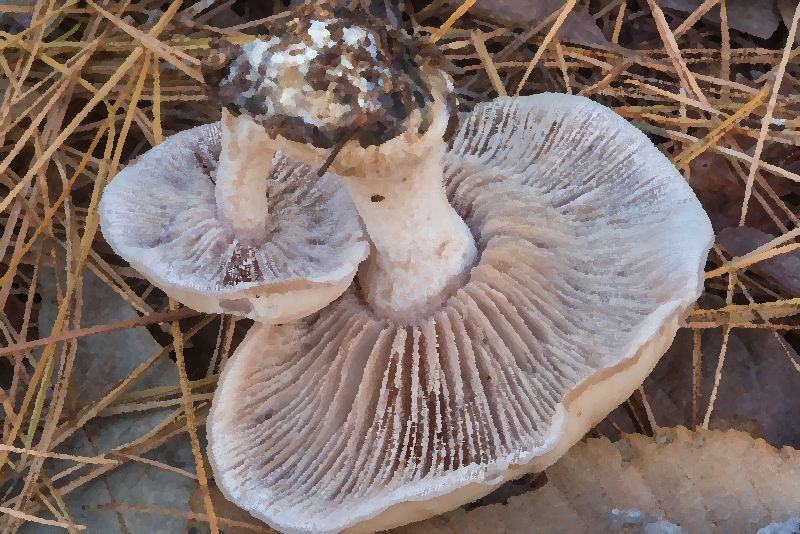Sordid Blewit mushroom information